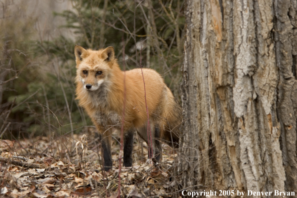 Red fox in habitat.