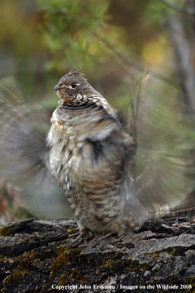 Ruffed Grouse drumming