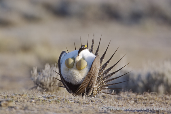 Sage grouse displaying on booming ground.