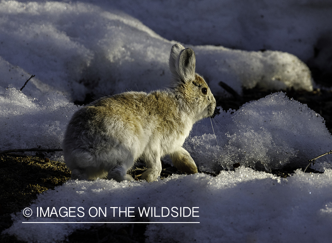 Snowshoe Hare