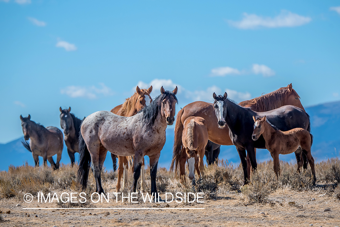 Horses in pasture.