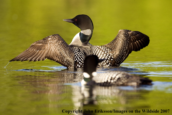 Loons in habitat