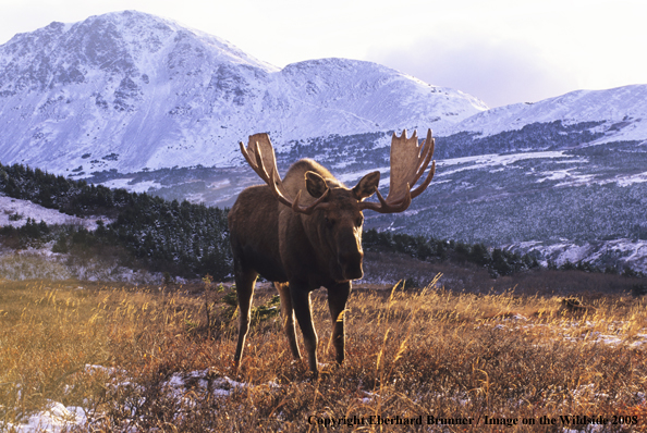 Moose in habitat