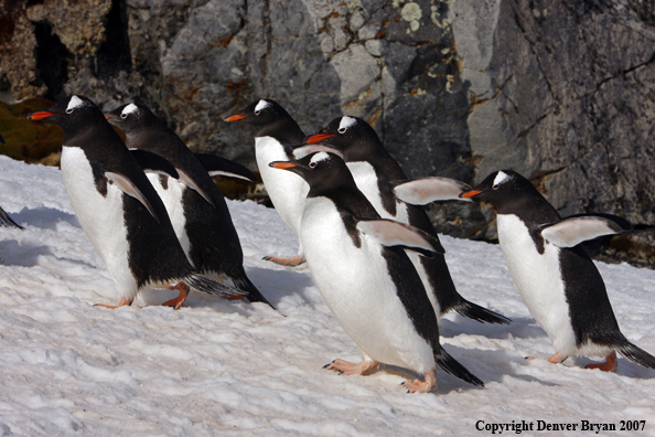 Gentoo Penguin in habitat