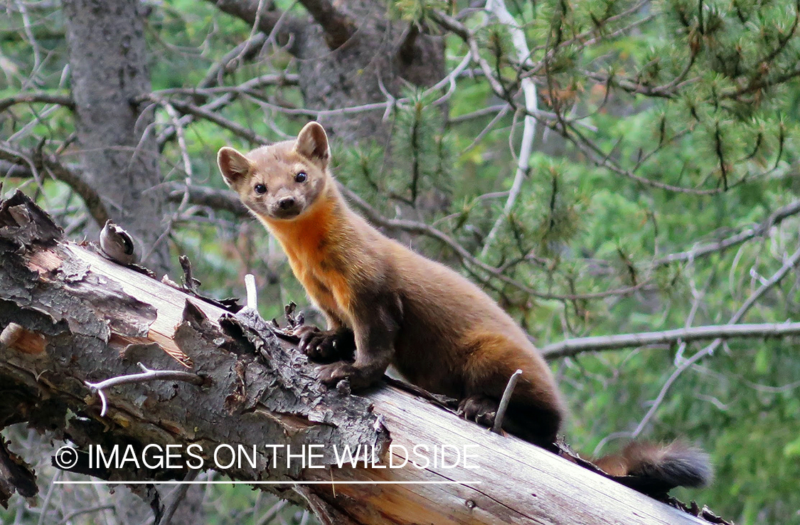 American Pine Marten in habitat.