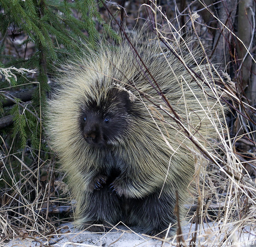 Porcupine in habitat.