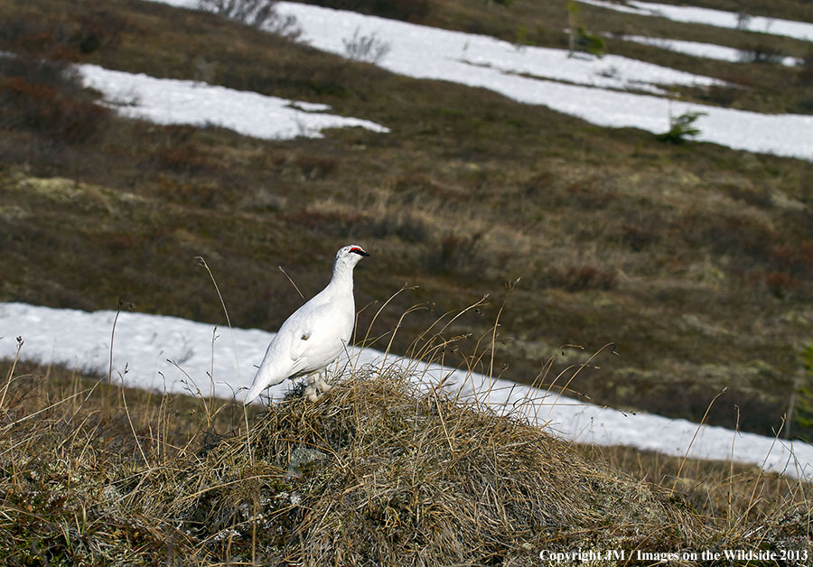 Rock ptarmigan in habitat.