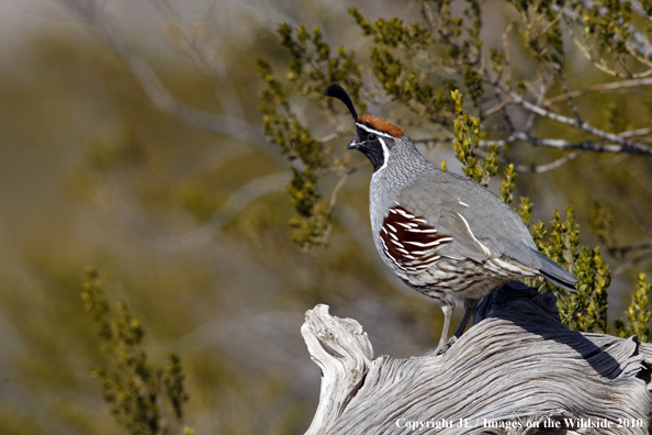 Gamble's Quail in habitat.