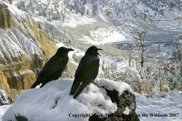 Ravens on a rocky promontory in winter.   