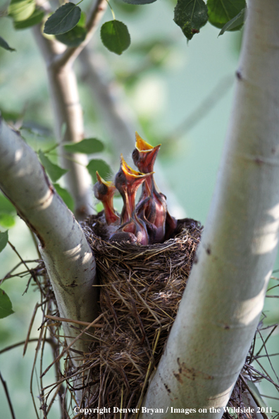 Robin babies crying for food
