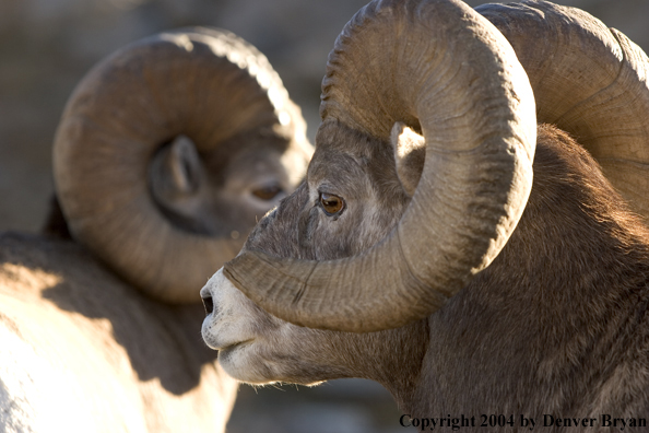 Herd of Rocky Mountain bighorn sheep (rams).