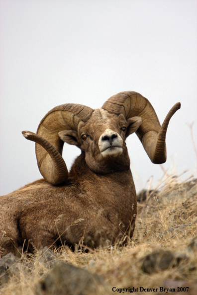 Rocky Mountain Big Horn Sheep
