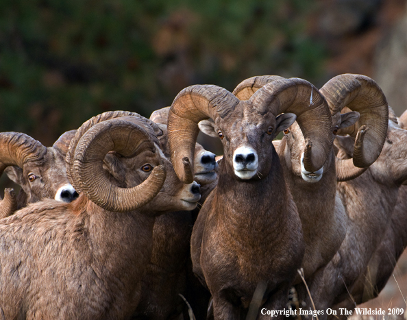 Rocky Mountain Bighorn Sheep