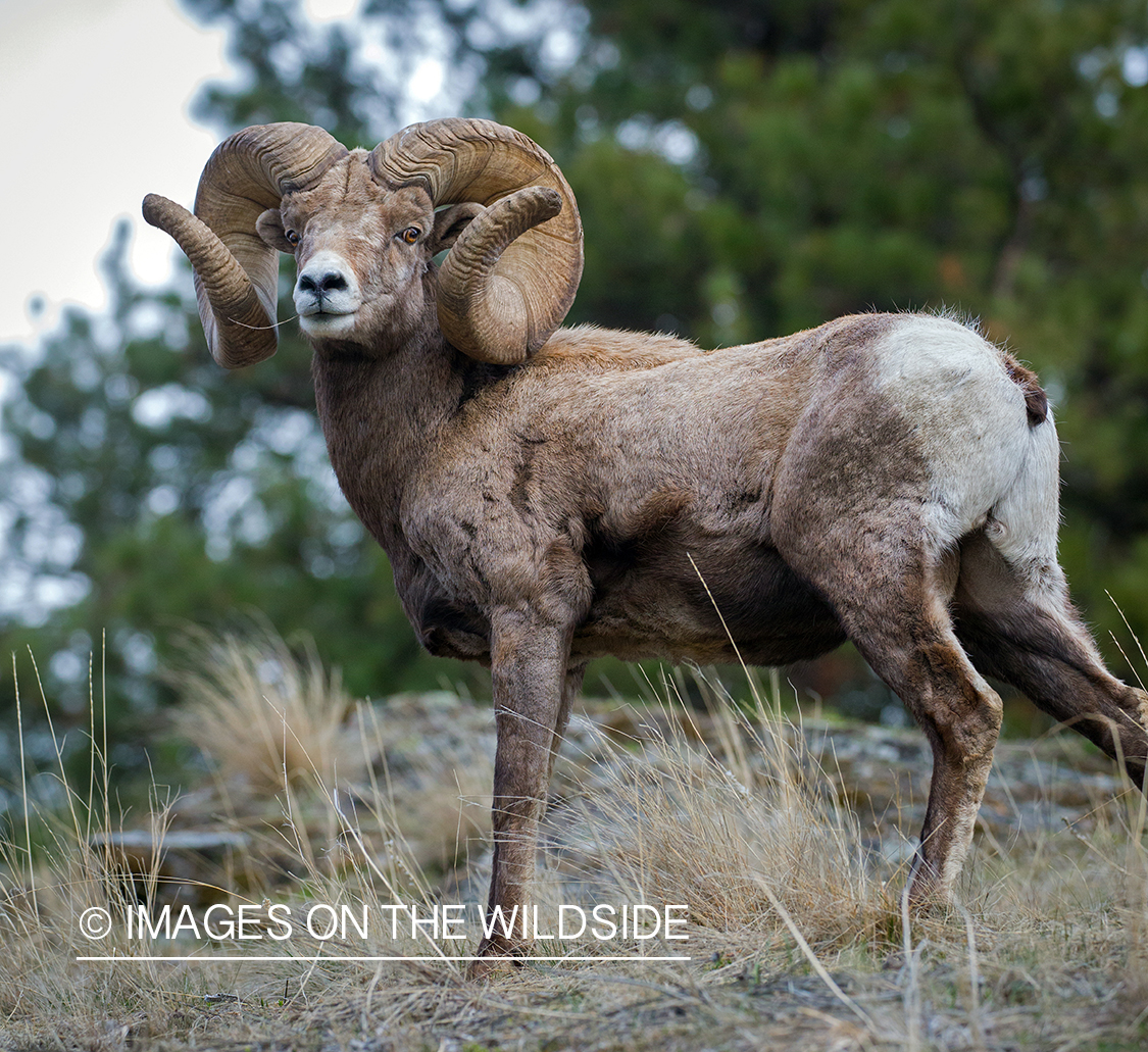 Bighorn sheep ram in habitat.