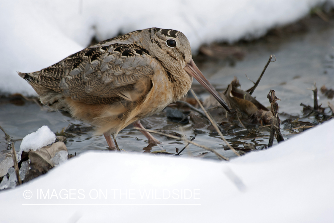 Woodcock in winter habitat.