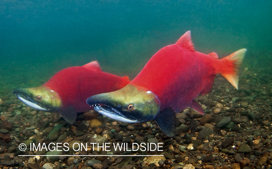 Alaskan Sockeye Salmon