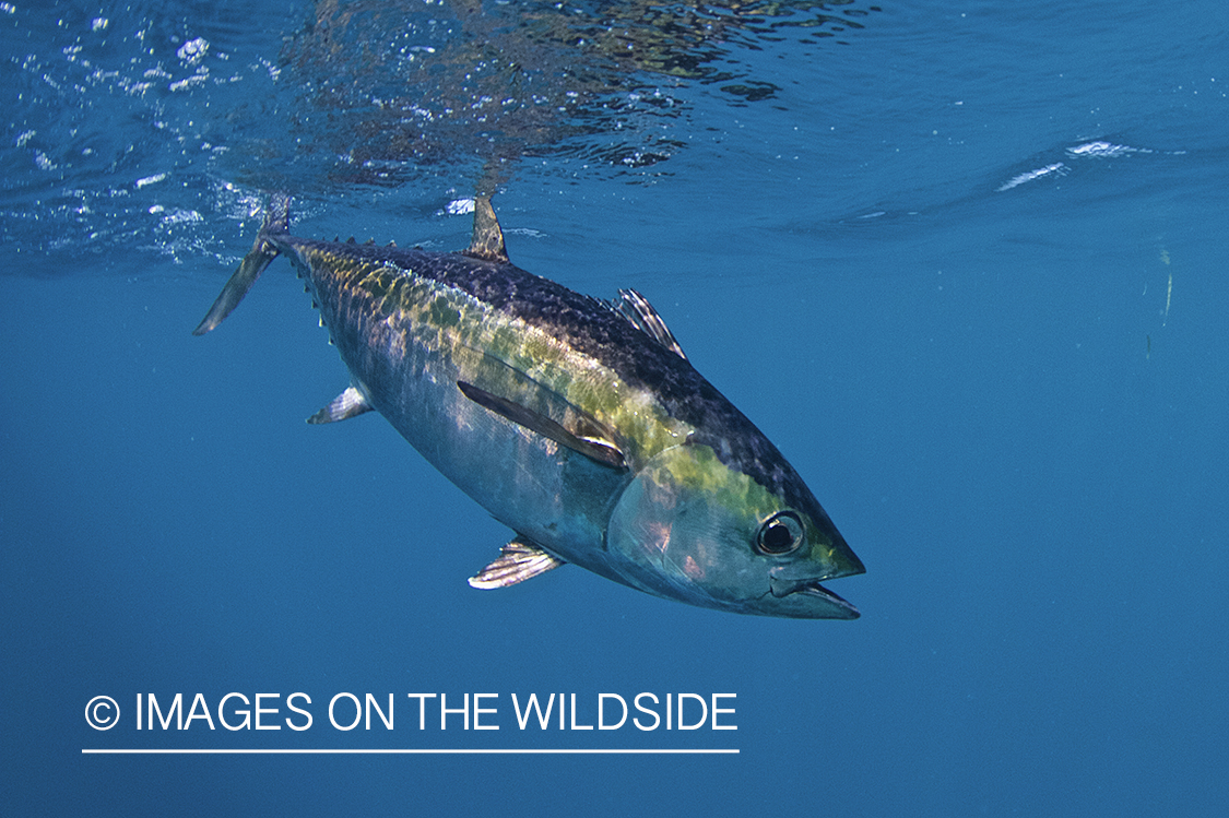 Deep sea fisherman with tuna on line.