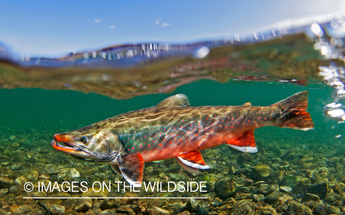 Dolly Varden (Bristol Bay, Alaska)