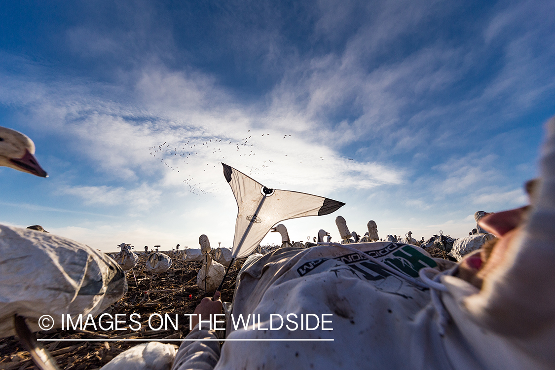 Hunter decoying geese.