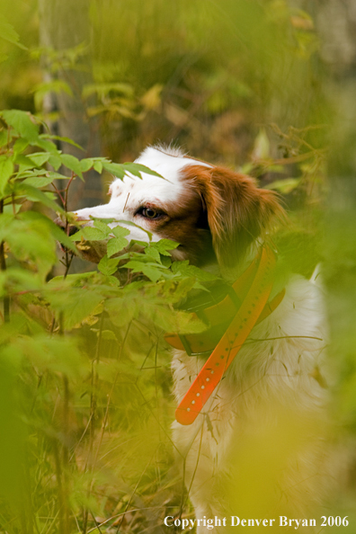  English Setter in woods