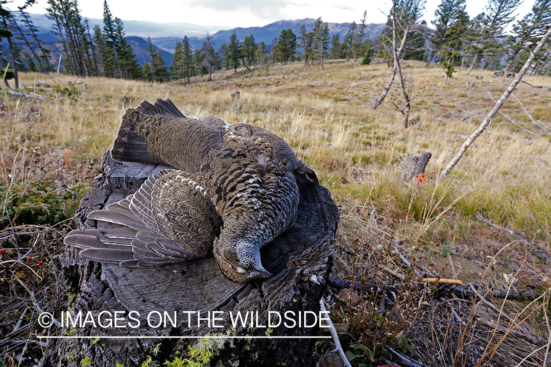 Bagged Dusky (mountain) grouse close-up in field. 