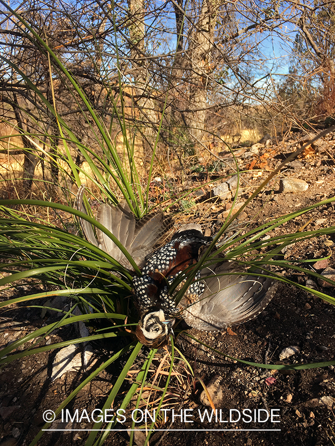 Bagged Mearn's quail.
