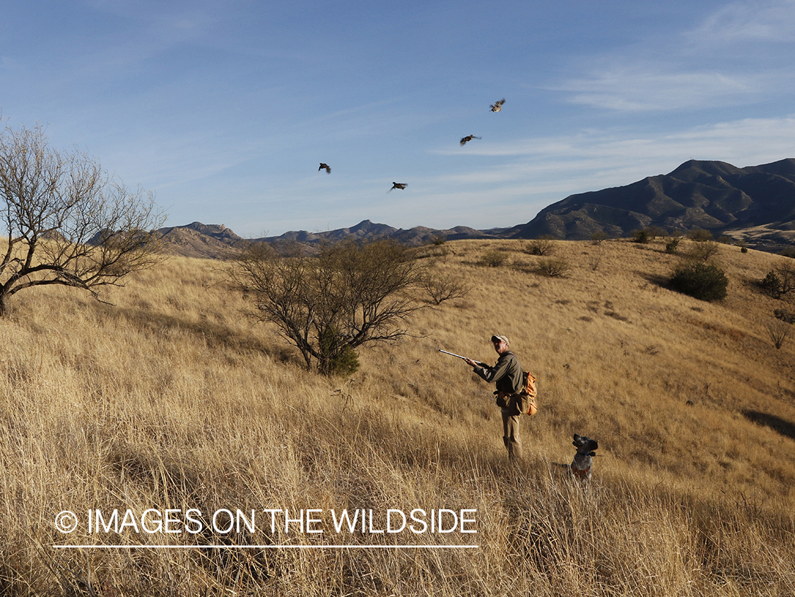 Mearns quail hunter in field with dog.