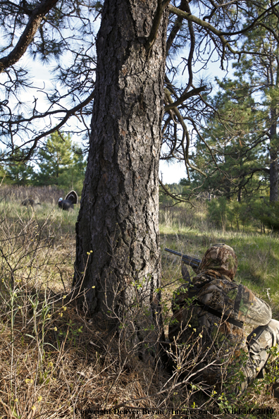 Hunter with (Merriam's) turkey in sights