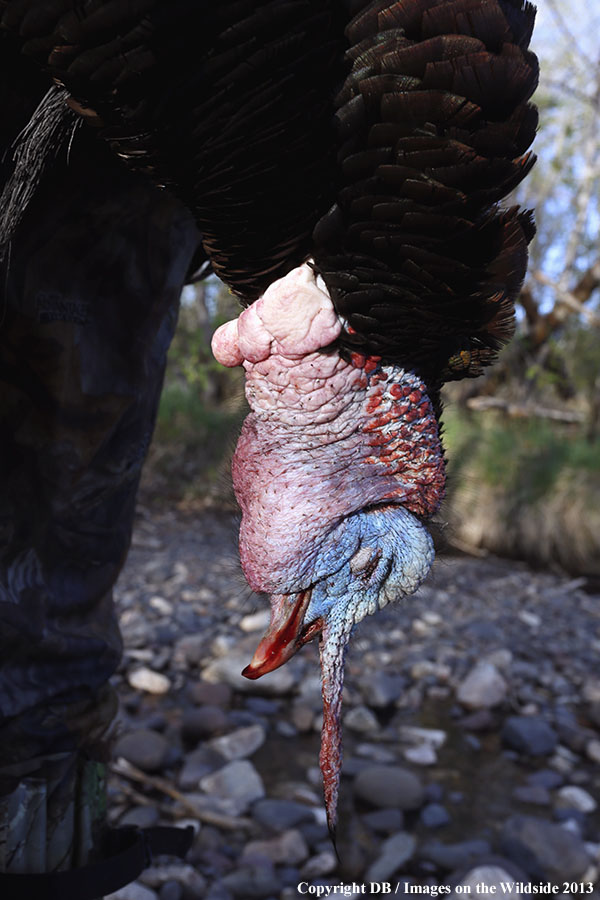 Turkey hunter in field with bagged turkey.