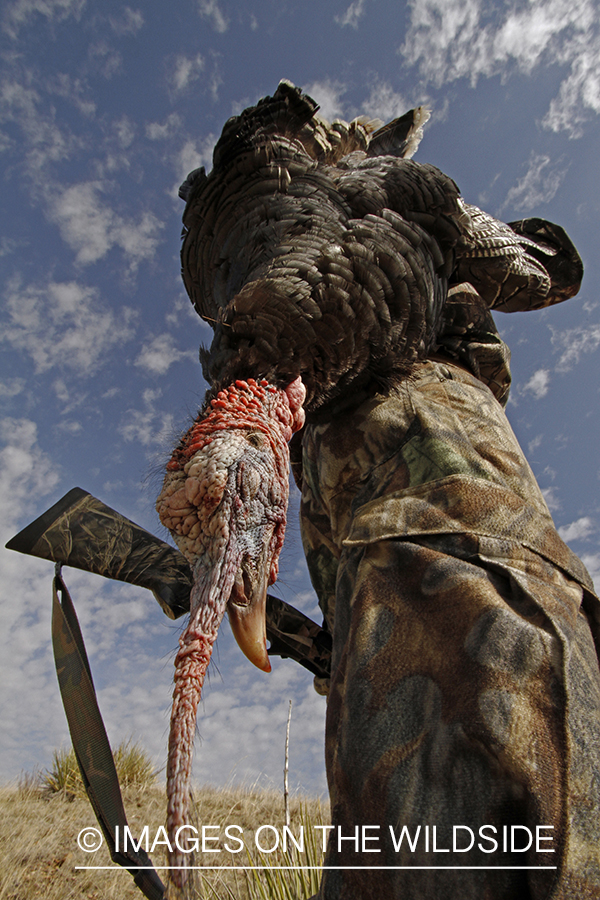 Turkey hunter with bagged merriam turkey.