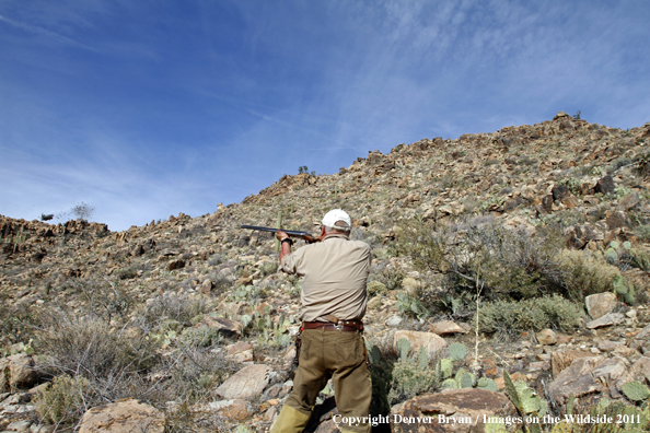 Upland game bird hunter shoots Gambel's Quail in Arizona.
