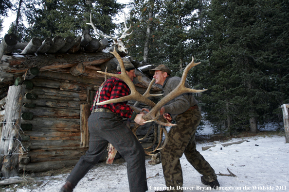 Elk hunters sparring with bagged bulls. 