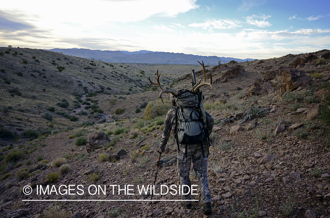 Hunter with bagged mule deer.