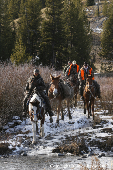 ELk hunter with pack string