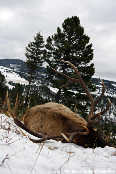 Bagged elk lying on side of hill.