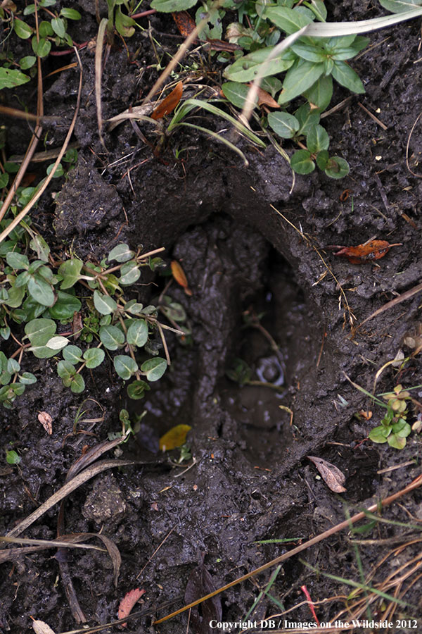 Moose tracks in mud.
