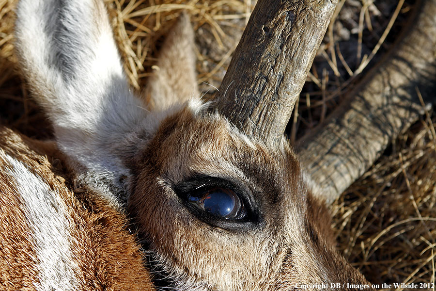Close-up of downed pronghorned buck.