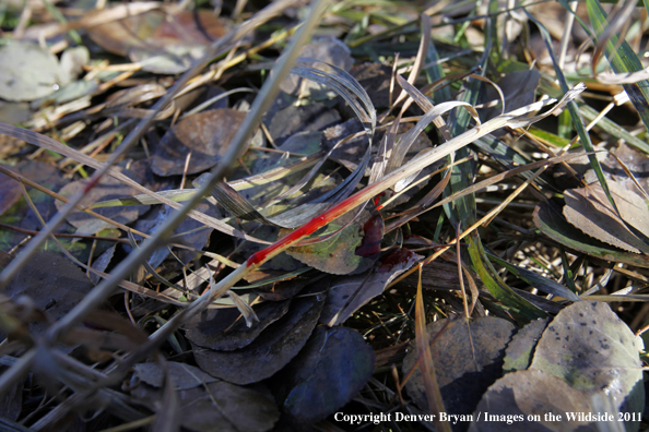Blood of big game animal in grass.