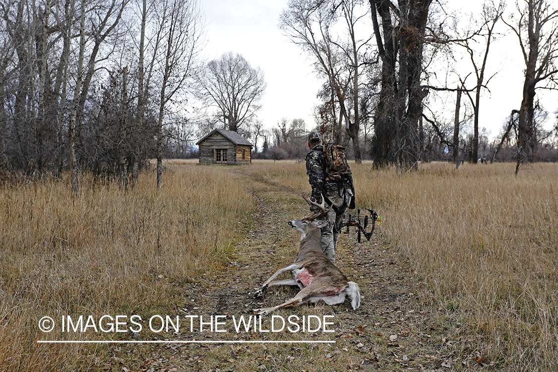 Bowhunter dragging bagged white-tailed buck.