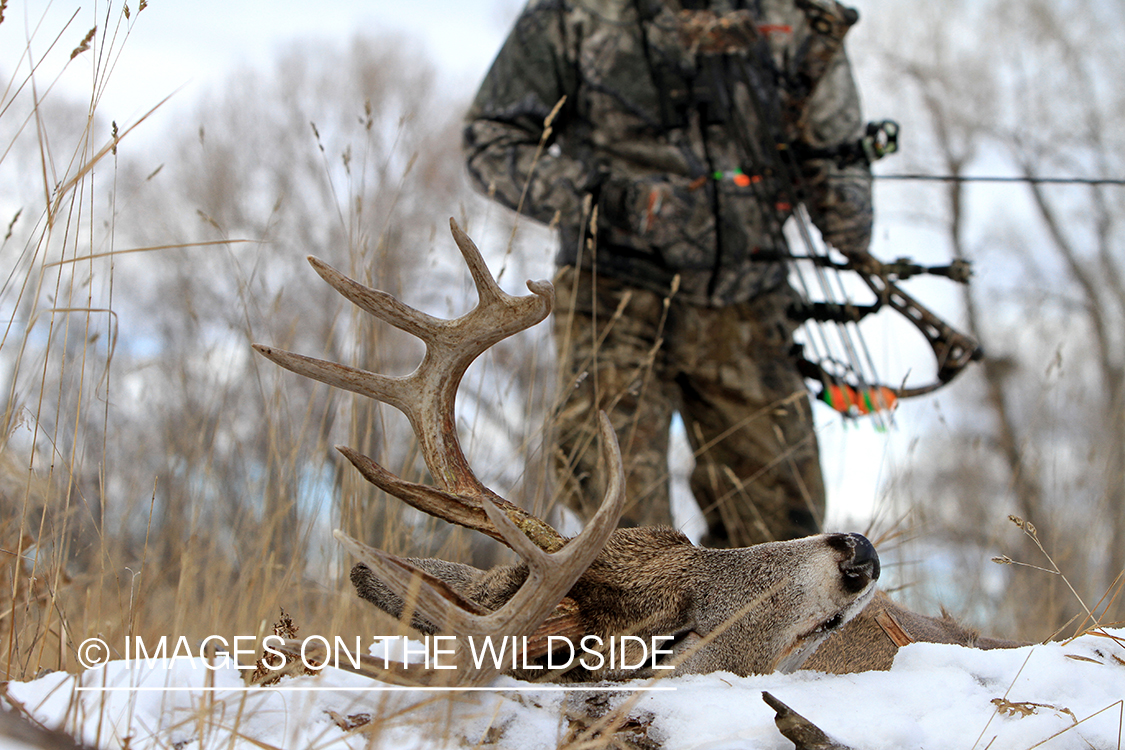 Bowhunter approaching downed white-tailed buck.