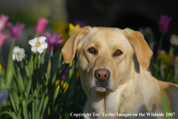 Yellow Labrador Retriever