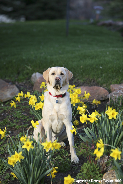 Yellow Labrador Retriever in yard