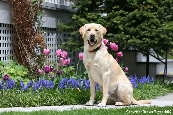 Yellow Labrador Retriever by flowers