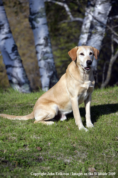 Yellow Labrador Retriever in field
