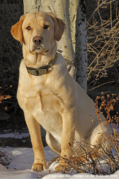Yellow Labrador Retriever
