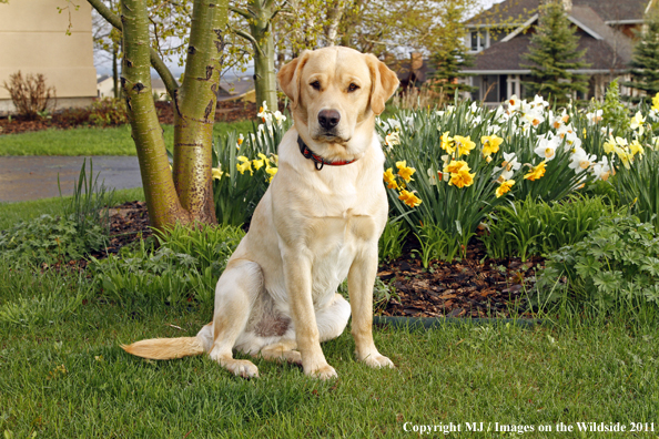Yellow Labrador Retriever.