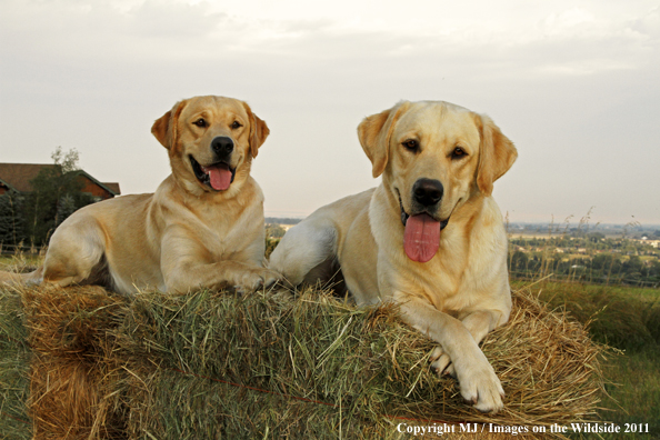 Yellow Labrador Retrievers.