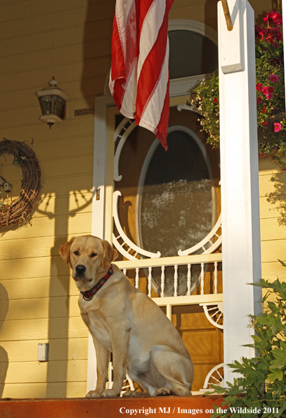 Yellow Labrador Retriever.