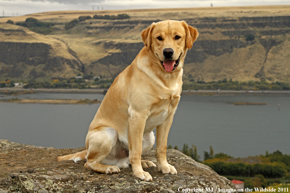 Yellow Labrador Retriever.
