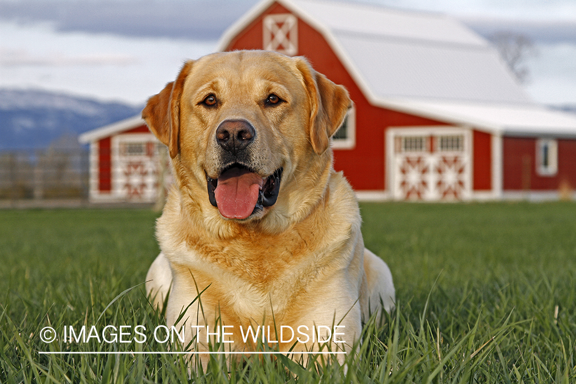 Yellow Labrador Retriever